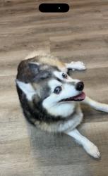 Found/Stray Female Dog last seen Uvalde and woodforrest, Houston, TX 77013