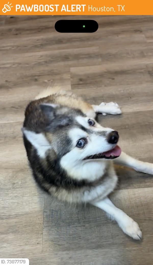 Found/Stray Female Dog last seen Uvalde and woodforrest, Houston, TX 77013