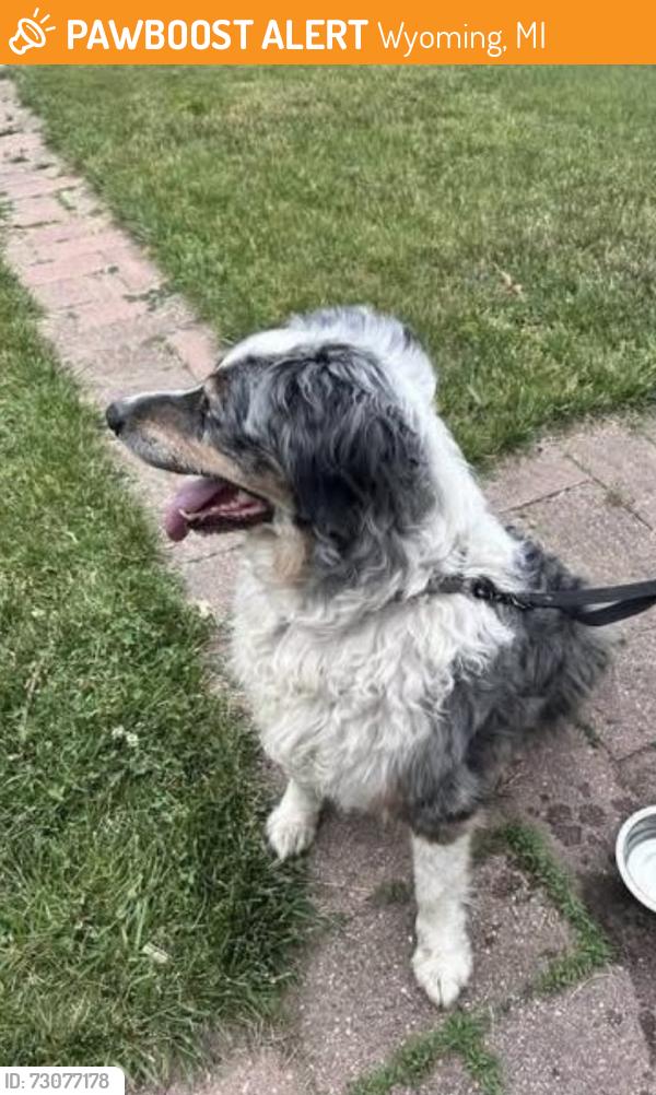 Found/Stray Male Dog last seen 32nd and Clyde Park, Wyoming, MI 49509