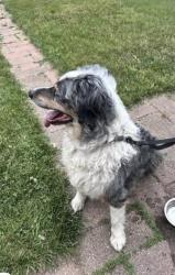 Found/Stray Male Dog last seen 32nd and Clyde Park, Wyoming, MI 49509