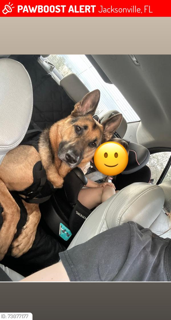 Lost Male Dog last seen Normandy, Diamond d, yellow water, Jacksonville, FL 32234