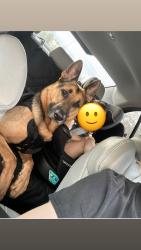 Lost Male Dog last seen Normandy, Diamond d, yellow water, Jacksonville, FL 32234