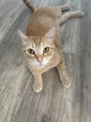 Found/Stray Male Cat last seen Newark Homedepot, Newark, CA 94560