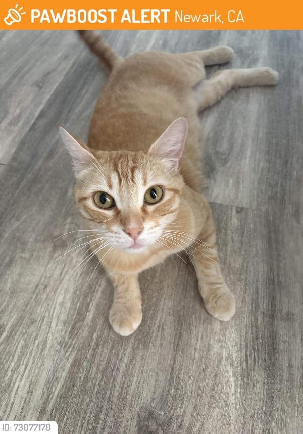 Found/Stray Male Cat last seen Newark Homedepot, Newark, CA 94560
