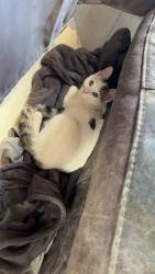 Lost Male Cat last seen Le30lw, Westcotes, England 