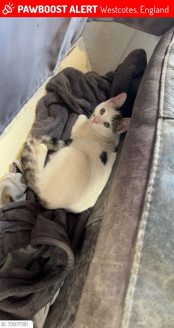 Lost Male Cat last seen Le30lw, Westcotes, England 