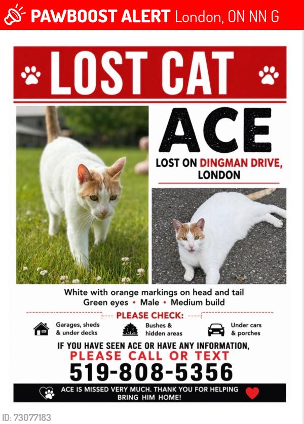 Lost Male Cat last seen dingman dr, London, ON N6N 1G4