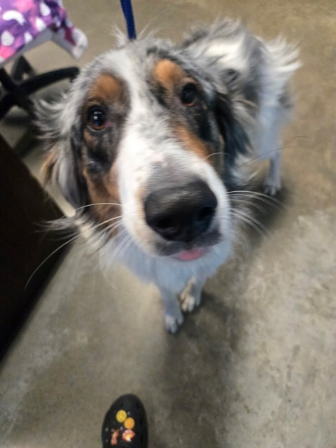 Shelter Stray Male Dog last seen SURRY HILLS DRIVE BAKERSFIELD, 201 S Mt Vernon Ave, Bakersfield, CA 93307, USA