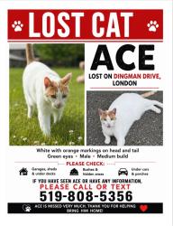 Lost Male Cat last seen dingman dr, London, ON N6N 1G4