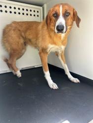 Shelter Stray Female Dog last seen Near BLK AUBURN ST, BAKERSFIELD, CA, 201 S Mt Vernon Ave, Bakersfield, CA 93307, USA