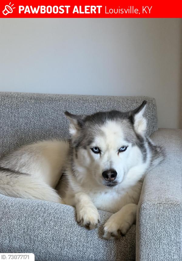 Lost Male Dog last seen Titus Ct, Petersburg Rd, Chef’s Way, Louisville, KY 40218