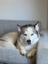 Lost Male Dog last seen Titus Ct, Petersburg Rd, Chef’s Way, Louisville, KY 40218