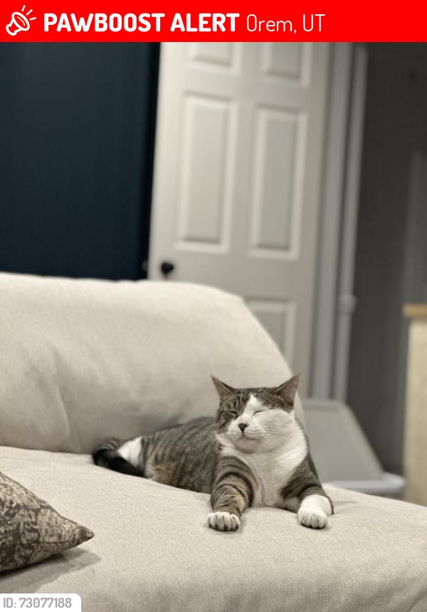 Lost Male Cat last seen Westmore Elementary, Orem, UT 84058