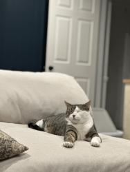 Lost Male Cat last seen Westmore Elementary, Orem, UT 84058