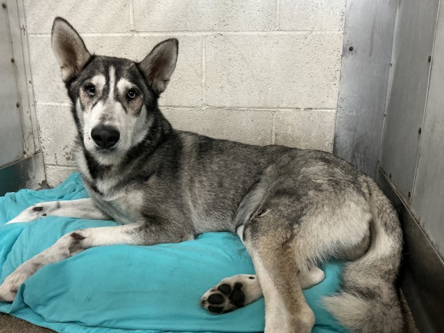 Shelter Stray Female Dog last seen Near BLOCK N RIVERSIDE AVE, 333 Chandler Pl, San Bernardino, CA 92408, USA