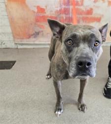 Shelter Stray Female Dog last seen ESPERANZA ST & S J ST, 333 Chandler Pl, San Bernardino, CA 92408, USA
