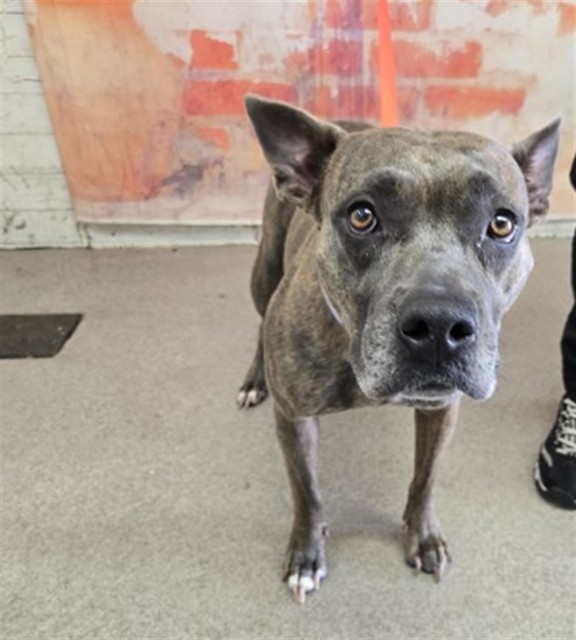 Shelter Stray Female Dog last seen ESPERANZA ST & S J ST, 333 Chandler Pl, San Bernardino, CA 92408, USA