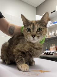 Shelter Stray Female Cat last seen Near, 2600 S Harding St, Indianapolis, IN 46221, USA