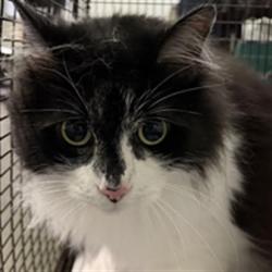 Shelter Stray Female Cat last seen , 1850 W 60th St, Los Angeles, CA 90047, USA