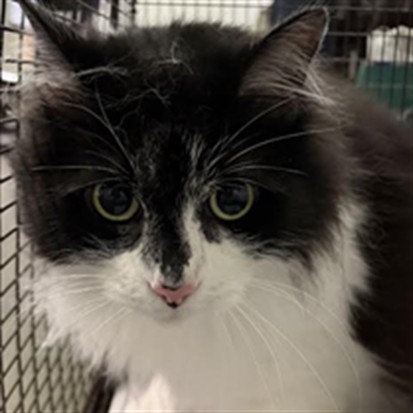 Shelter Stray Female Cat last seen , 1850 W 60th St, Los Angeles, CA 90047, USA