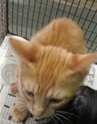 Shelter Stray Male Cat last seen , 1850 W 60th St, Los Angeles, CA 90047, USA