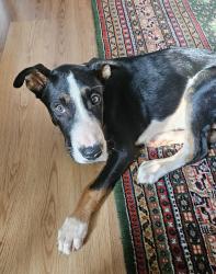 Found/Stray Male Dog last seen Duncan Chaple Road, Greenville, SC 29617