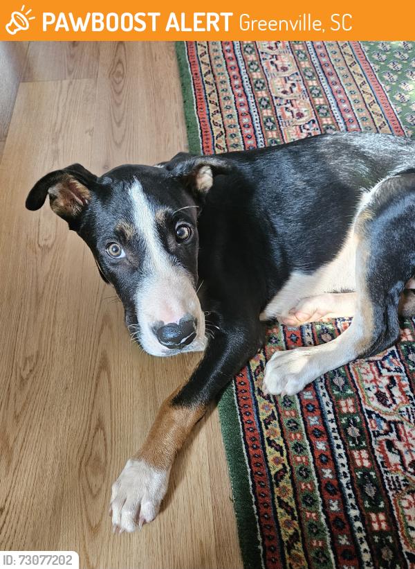Found/Stray Male Dog last seen Duncan Chaple Road, Greenville, SC 29617