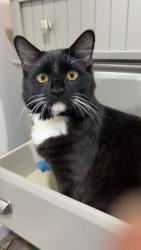 Reunited Male Cat last seen Near lawn ct and Olley Lane lane backyards, Fairfax, VA 22032