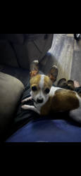 Reunited Female Dog last seen Near Shady Forest dr, Elmendorf, TX 78112
