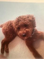 Lost Male Dog last seen Near n west Wilmington de, Wilmington, DE 19802