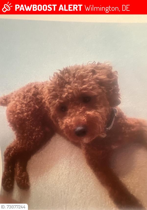Lost Male Dog last seen Near n west Wilmington de, Wilmington, DE 19802