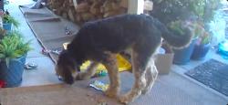 Found/Stray Unknown Dog last seen Sitting Bull Rd AV 92308, Apple Valley, CA 92307