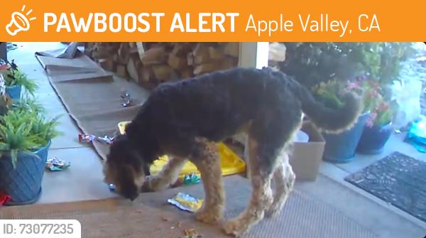 Found/Stray Unknown Dog last seen Sitting Bull Rd AV 92308, Apple Valley, CA 92307