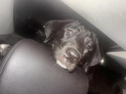 Lost Female Dog last seen Out front at regency inn, Tulsa, OK 74107