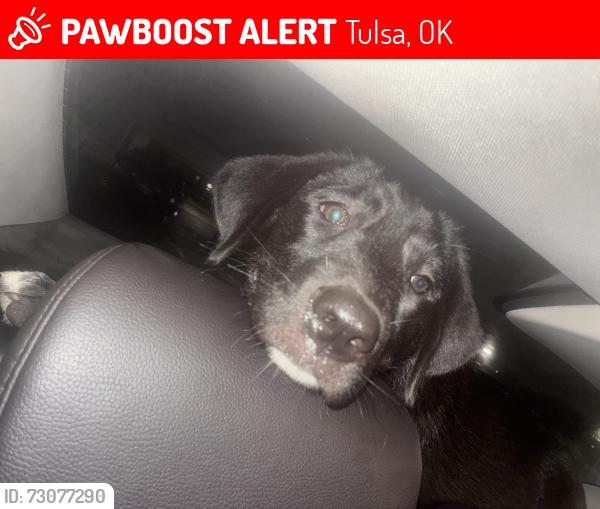 Lost Female Dog last seen Out front at regency inn, Tulsa, OK 74107