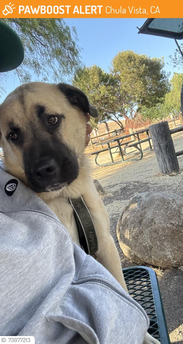 Found/Stray Male Dog last seen Marina parkway, near the gay lord parking lot, Chula Vista, CA 91910