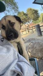 Found/Stray Male Dog last seen Marina parkway, near the gay lord parking lot, Chula Vista, CA 91910