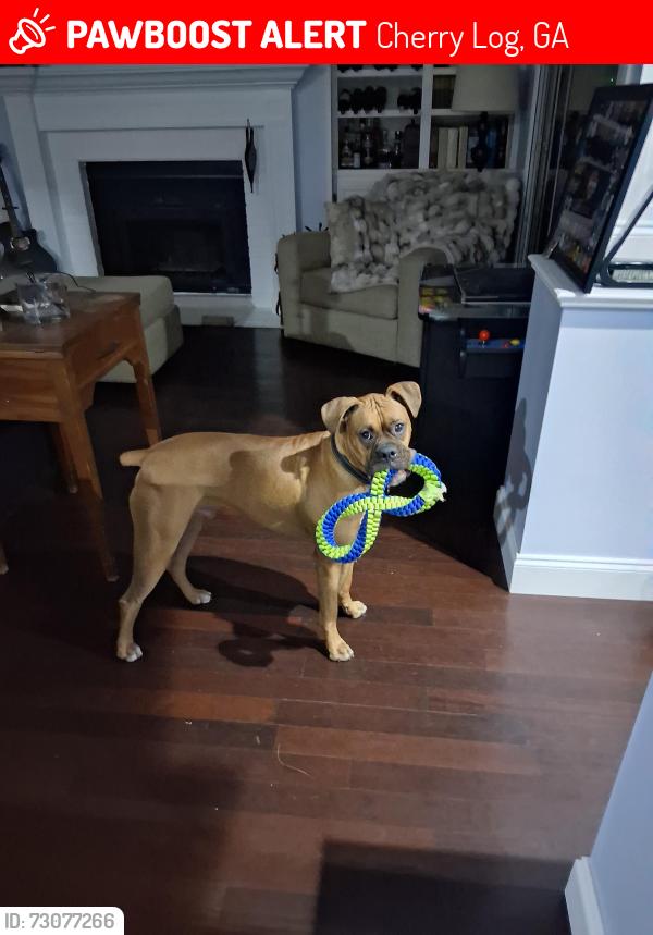 Lost Male Dog last seen Cherry Log, Cherry Log, GA 30522