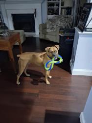 Lost Male Dog last seen Cherry Log, Cherry Log, GA 30522