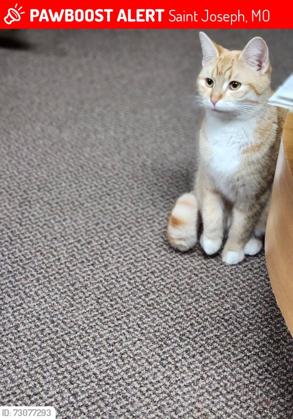 Lost Female Cat last seen K HWY, Saint Joseph, MO 64505