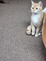Lost Female Cat last seen K HWY, Saint Joseph, MO 64505