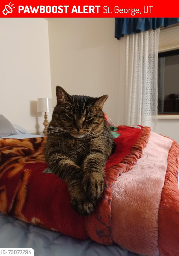 Lost Female Cat last seen Westridge, St. George, UT 84770