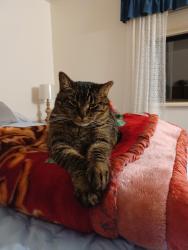 Lost Female Cat last seen Westridge, St. George, UT 84770