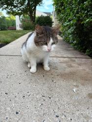 Reunited Unknown Cat last seen Skippack elementary , Collegeville, PA 19426