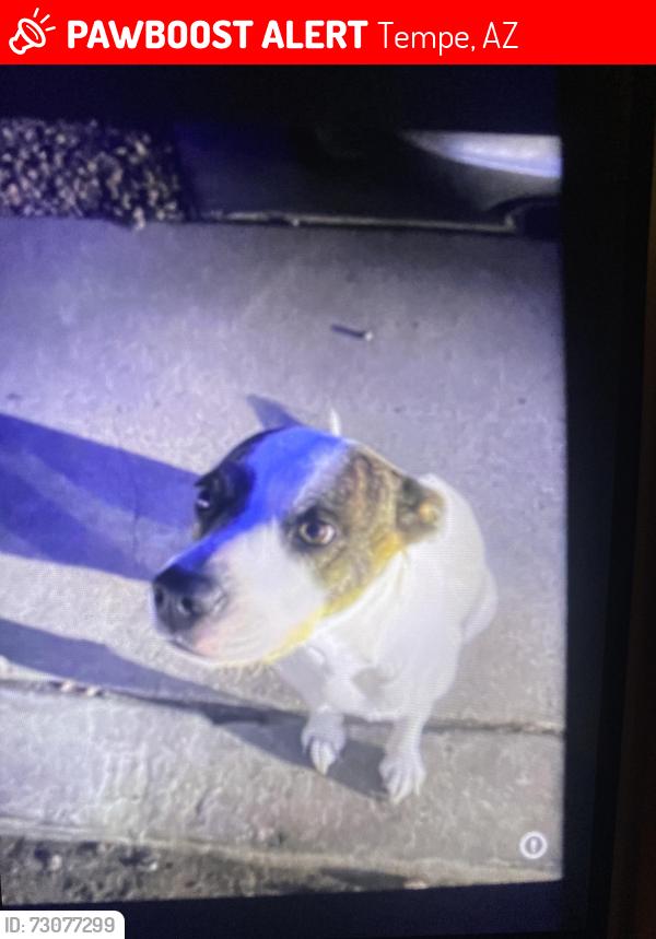 Lost Female Dog last seen baseline harvard, Tempe, AZ 85283
