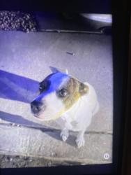 Lost Female Dog last seen baseline harvard, Tempe, AZ 85283