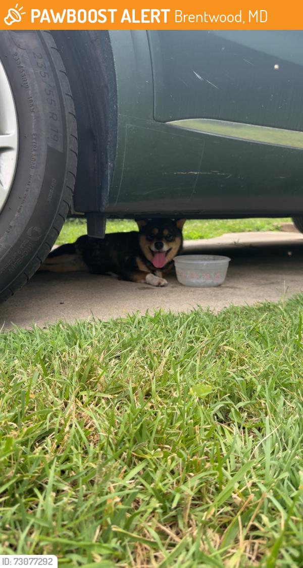 Found/Stray Unknown Dog last seen 40th and Parkwood, Brentwood, MD 20722