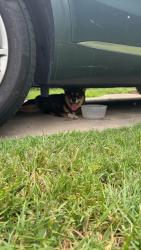 Found/Stray Unknown Dog last seen 40th and Parkwood, Brentwood, MD 20722
