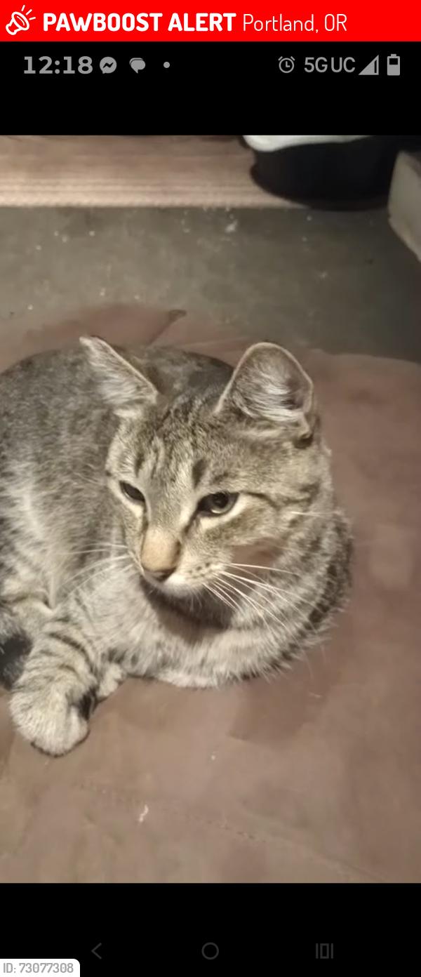 Lost Male Cat last seen Essex Park, Portland, OR 97206