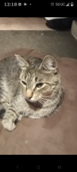 Lost Male Cat last seen Essex Park, Portland, OR 97206